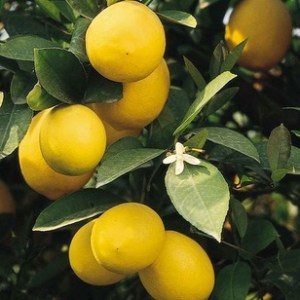 California Lemon Tree